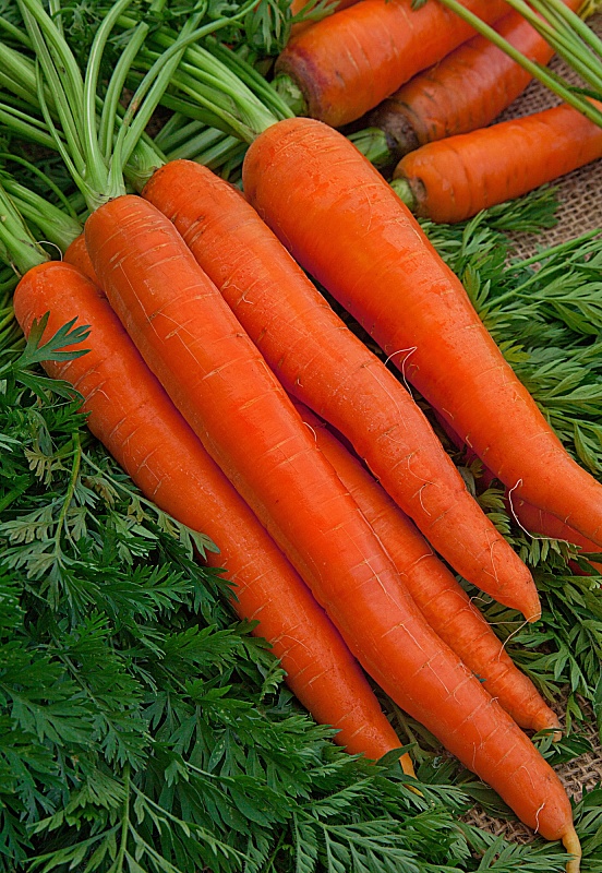 Морковь Витаминная 6 (Гранулы) 300 шт