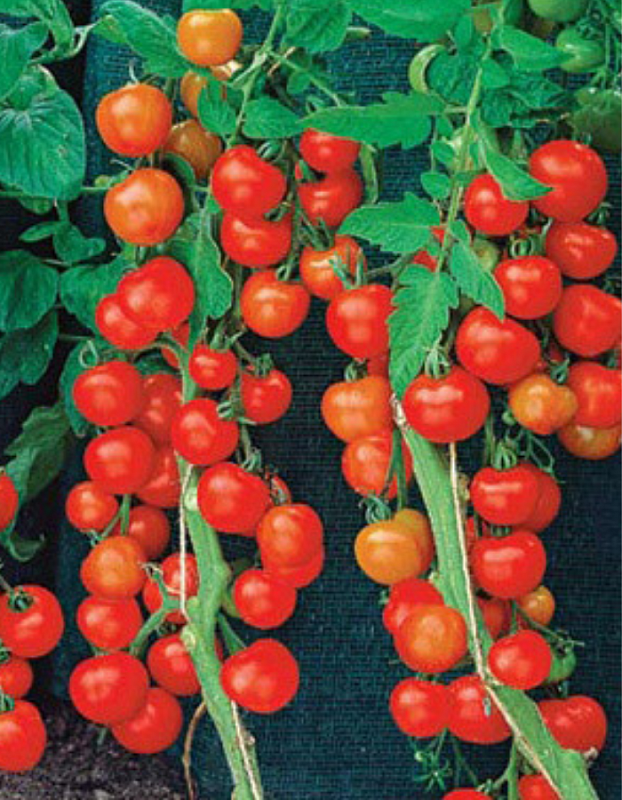 Томат 1000 и 2 помидорки (УД) 20 шт цв.п