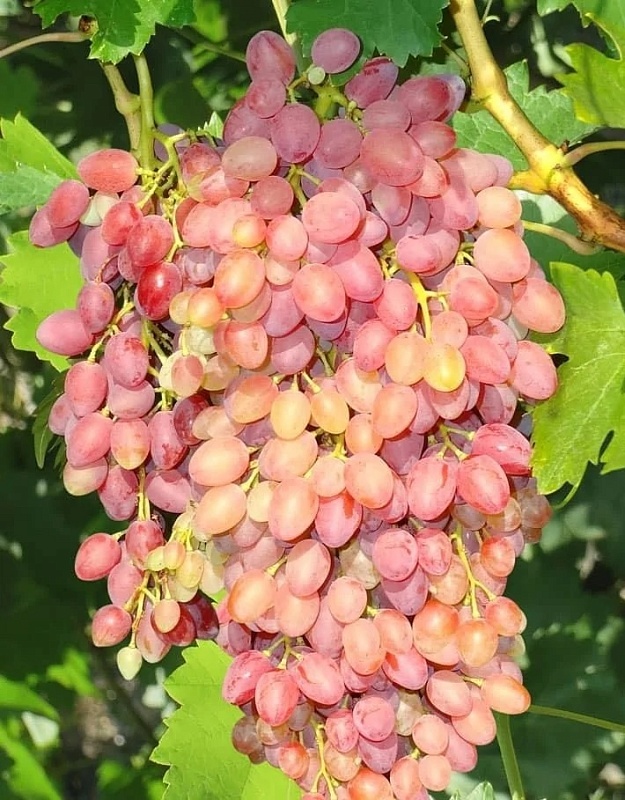 Виноград плодовый (Vitis L.) кишмиш Лучистый 1 шт