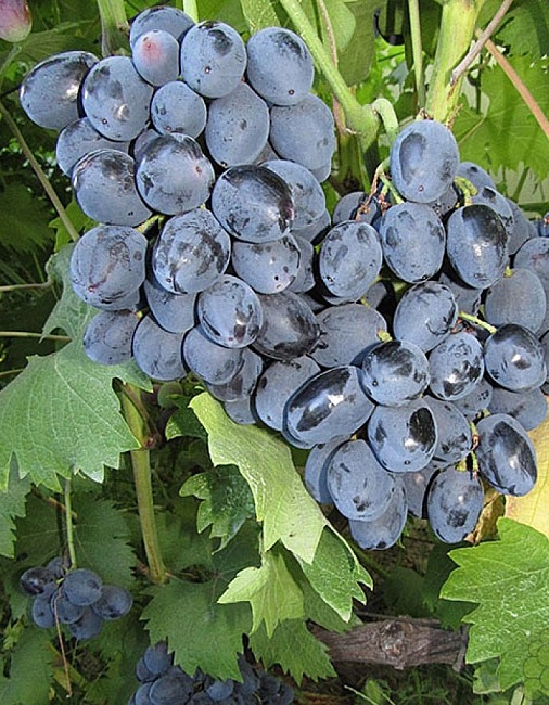 Виноград плодовый Руслан 1 шт