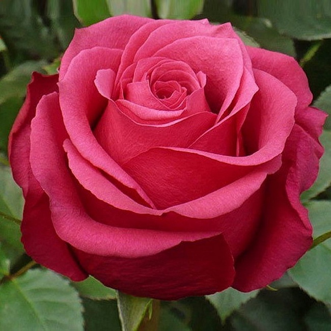 Роза чайно-гибридная Амалия 1 шт