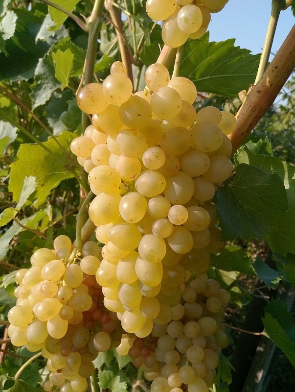 Виноград плодовый кишмиш №342 1 шт