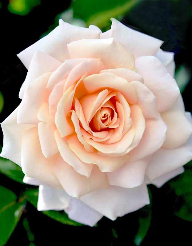 Роза чайно-гибридная Сады Багатель 1 шт