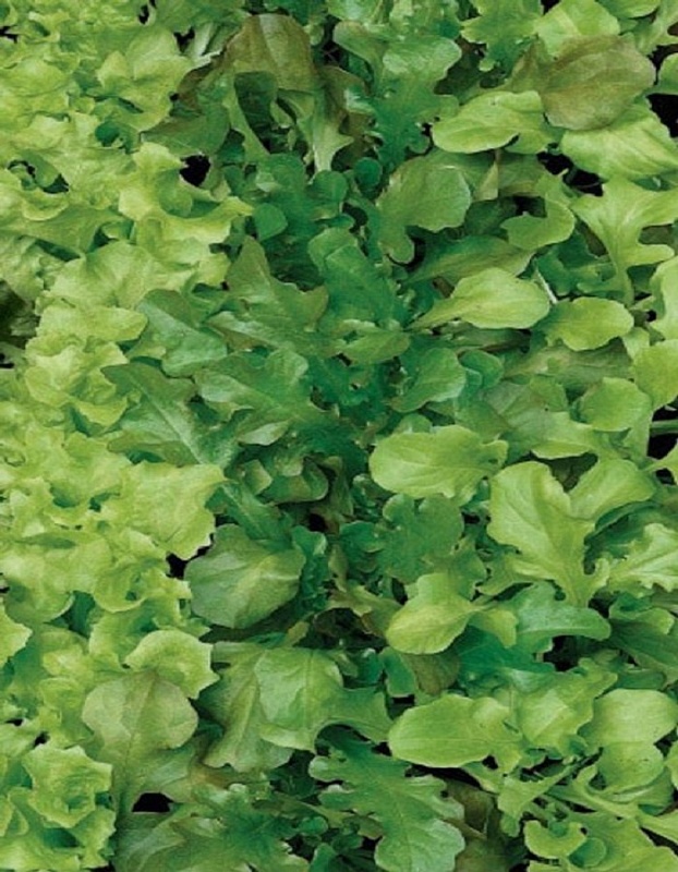 Салат Бейби Ливз зеленый (УД) 0,25 гр цв.п