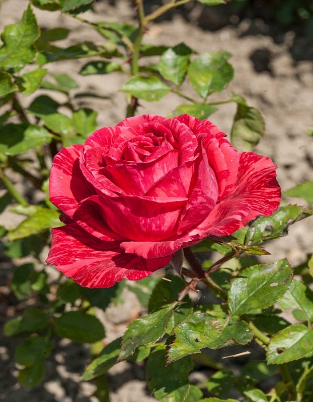 Роза чайно-гибридная Ред Интернешнл 1 шт 