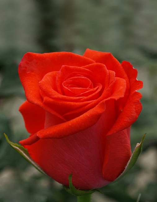 Роза чайно-гибридная Корвет 1 шт
