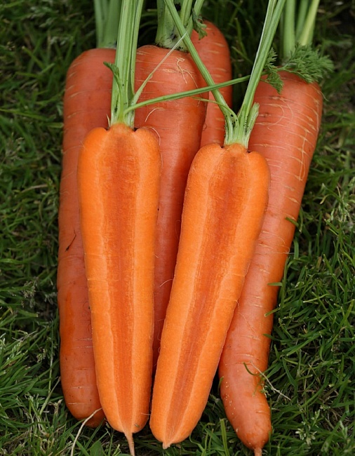 Морковь Аурантина F1 (Enza Zaden) 0,5г цв.п.