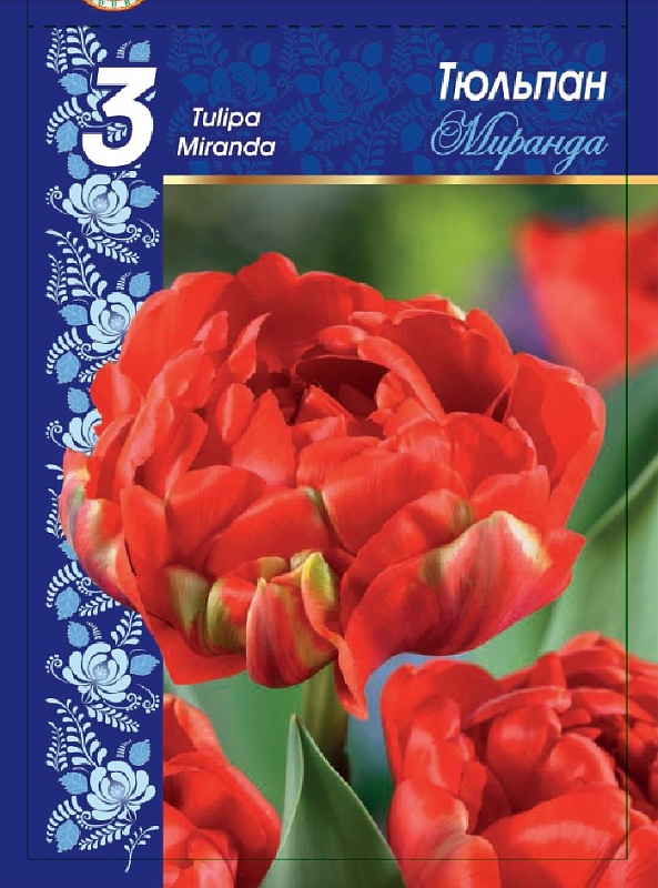 Тюльпан Миранда 1 уп. (3шт.) 