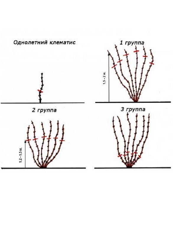 Клематис Акафудзи 1 шт Р9