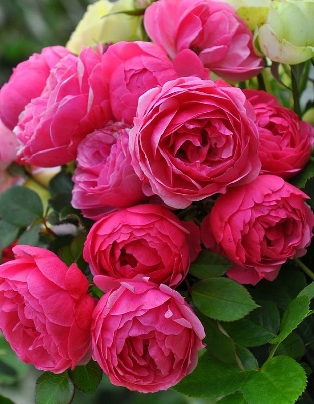 Роза флорибунда Помпонелла 1 шт