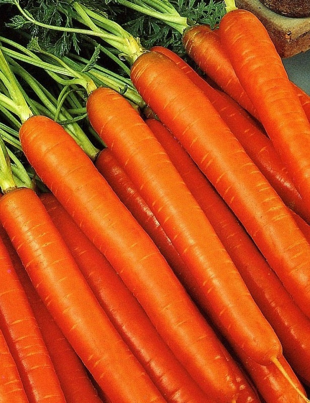 Морковь Колорит F1 (УД) 1,5 гр цв.п.