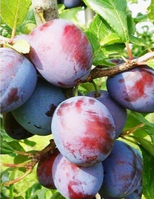 Слива Этюд (Prunus domestica) 1 шт