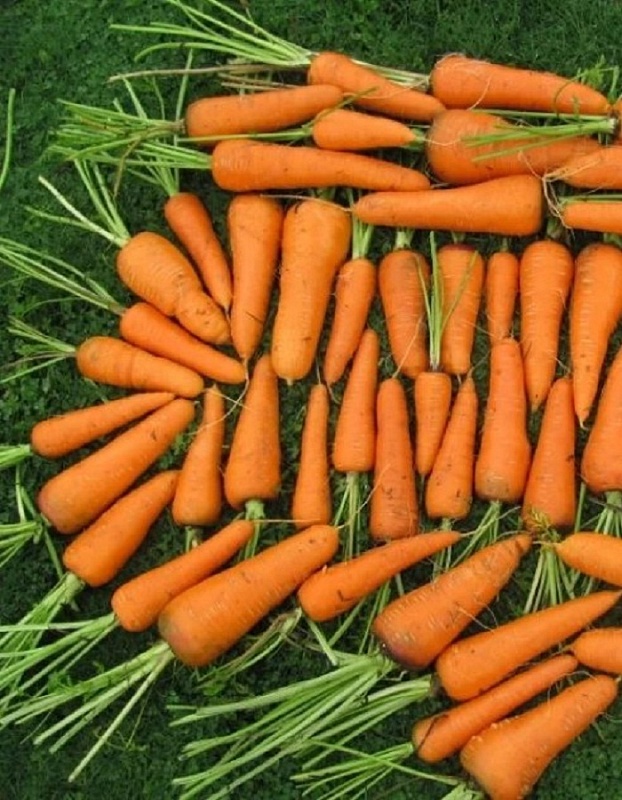 Морковь Каскад F1 0,5 г цв.п.